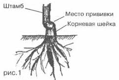  место прививки