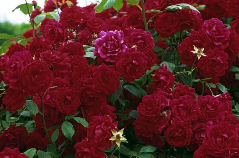 Пол Скарлет (Rose Paul's Scarlet) саженцы розы
