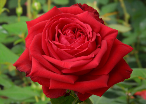 Софи Лорен саженцы розы