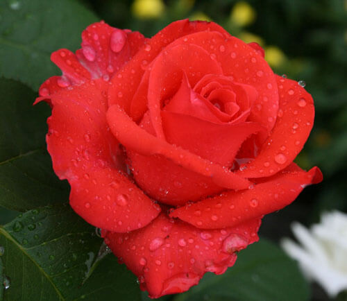 Валентина саженцы розы