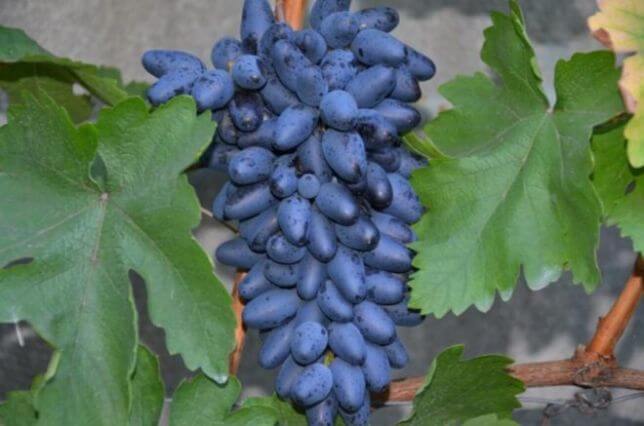 Виноград одесский сувенир